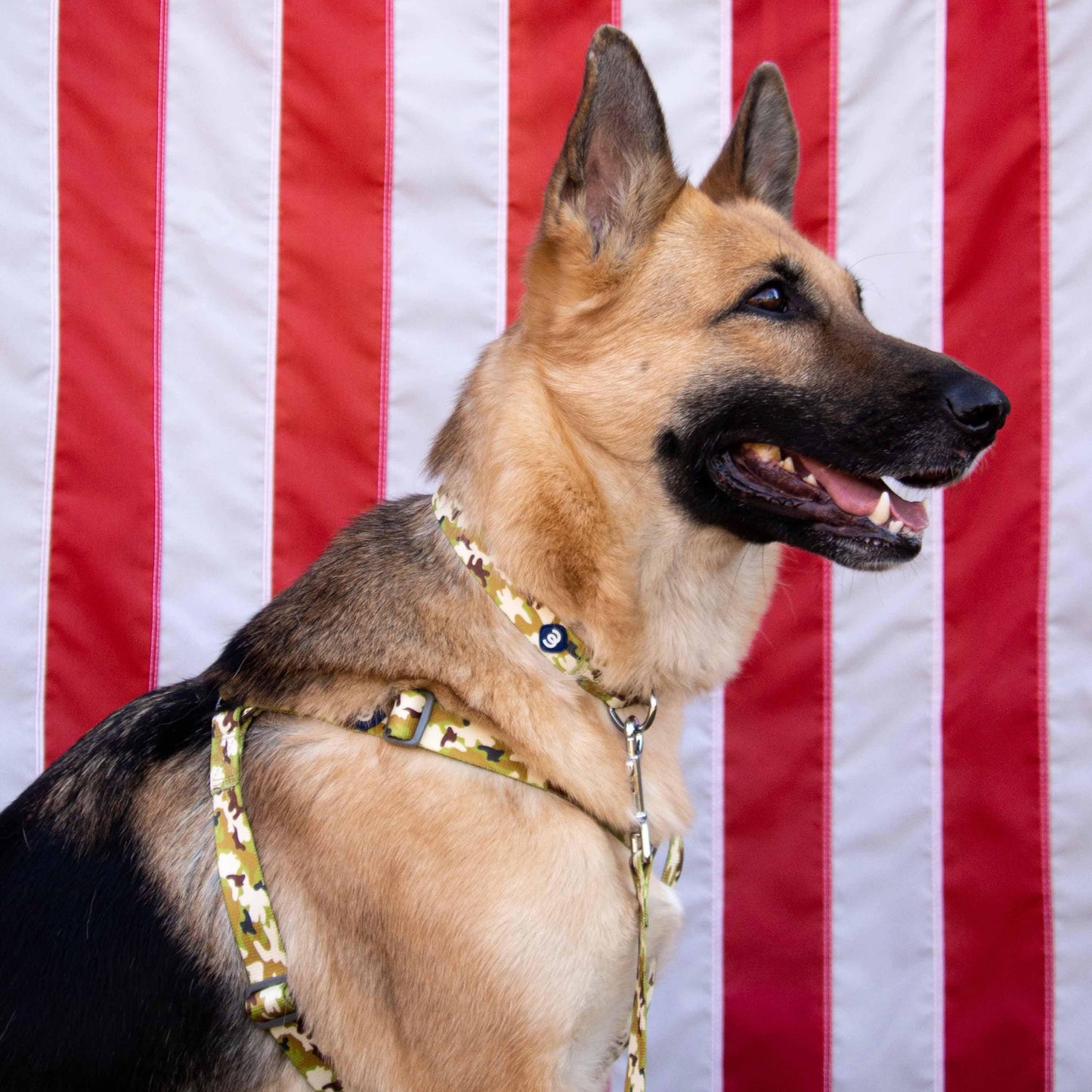 Camouflage Dog Collar